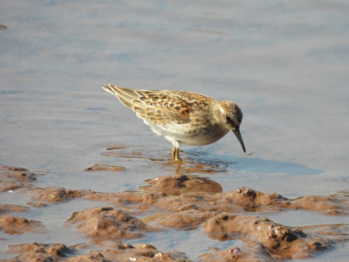 Least Sandpiper - ML641960629