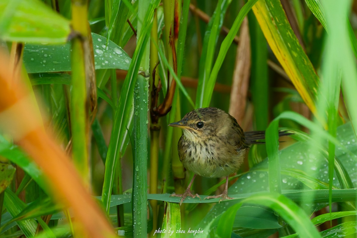 Lanceolated Warbler - ML641960630
