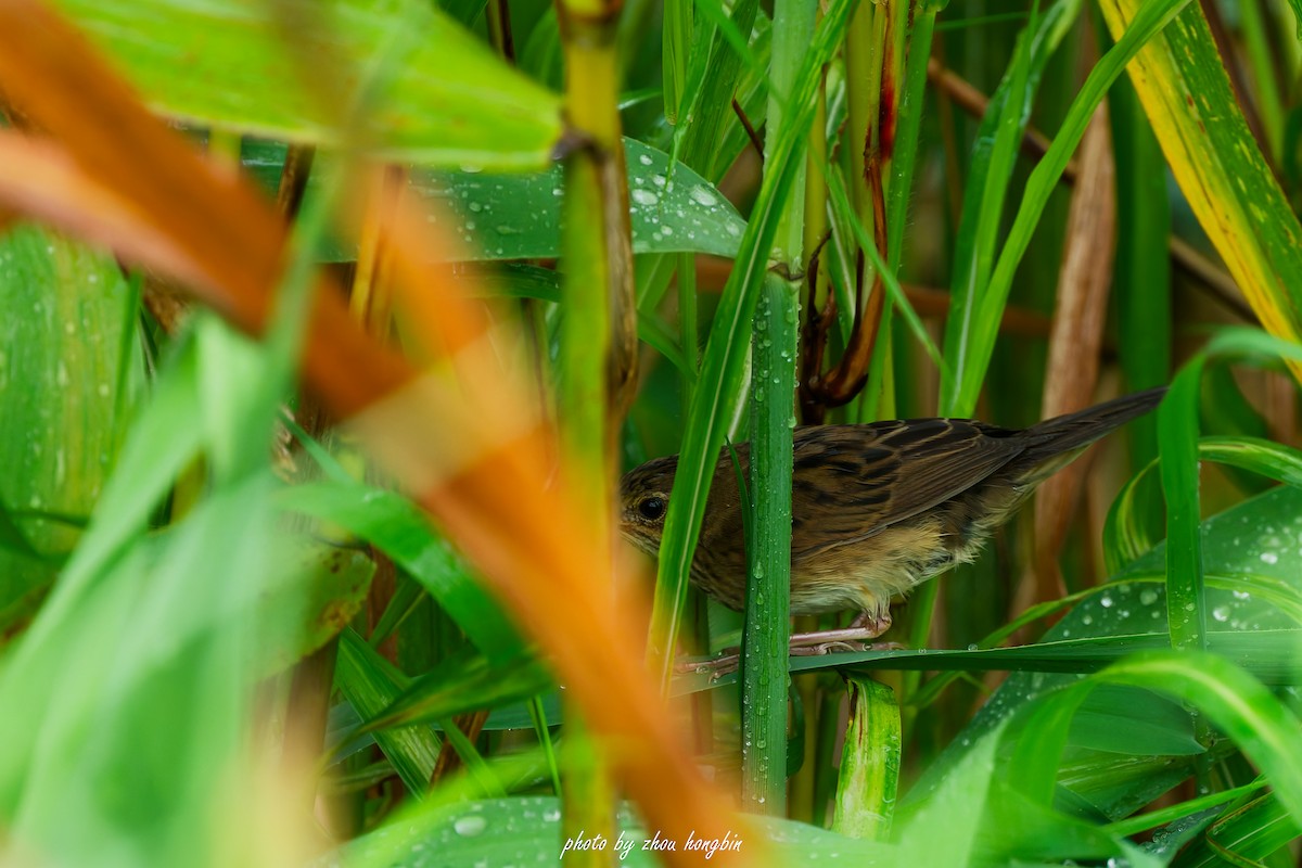 Lanceolated Warbler - ML641960631