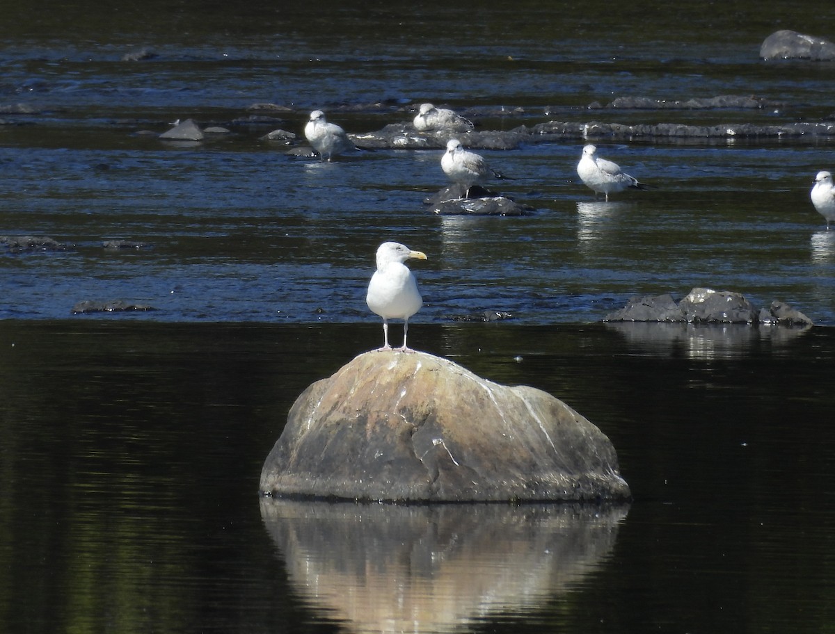 American Herring Gull - ML641960632