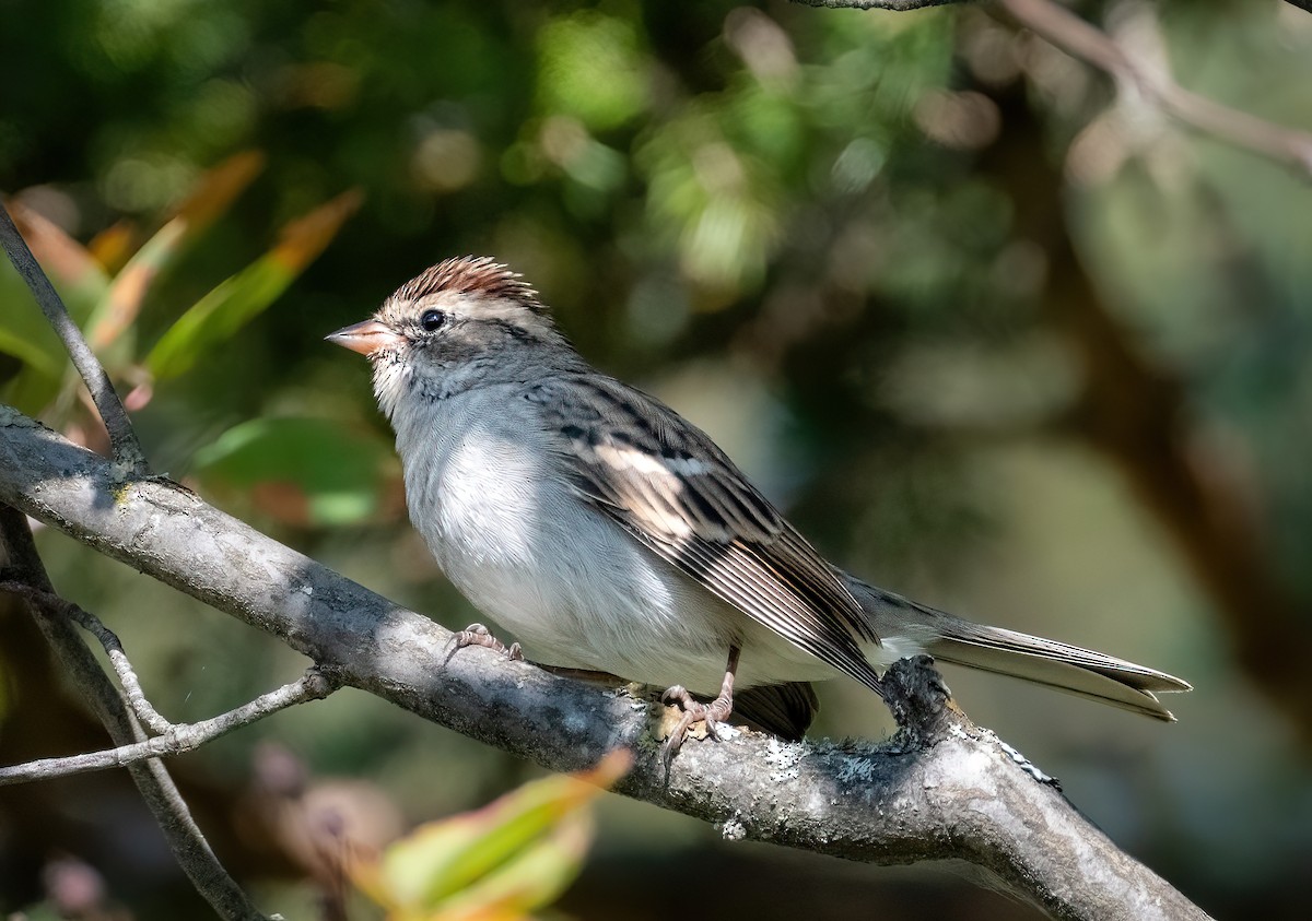 Chipping Sparrow - ML641960633