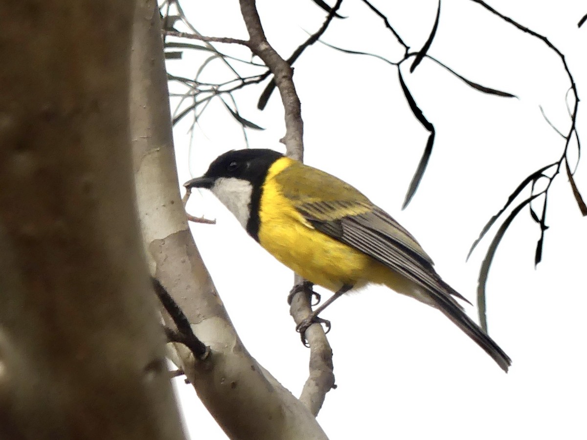 Golden Whistler (Western) - ML641960634
