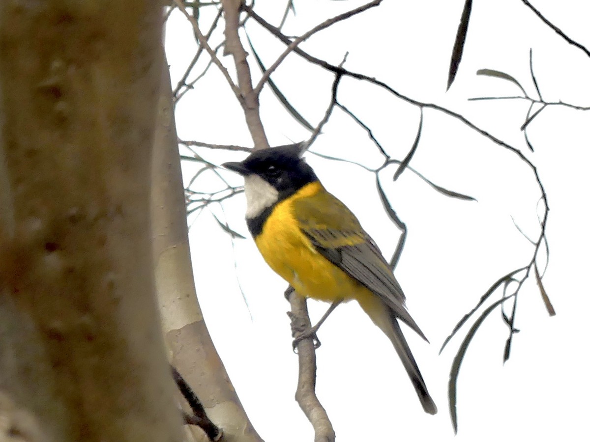 Golden Whistler (Western) - ML641960635