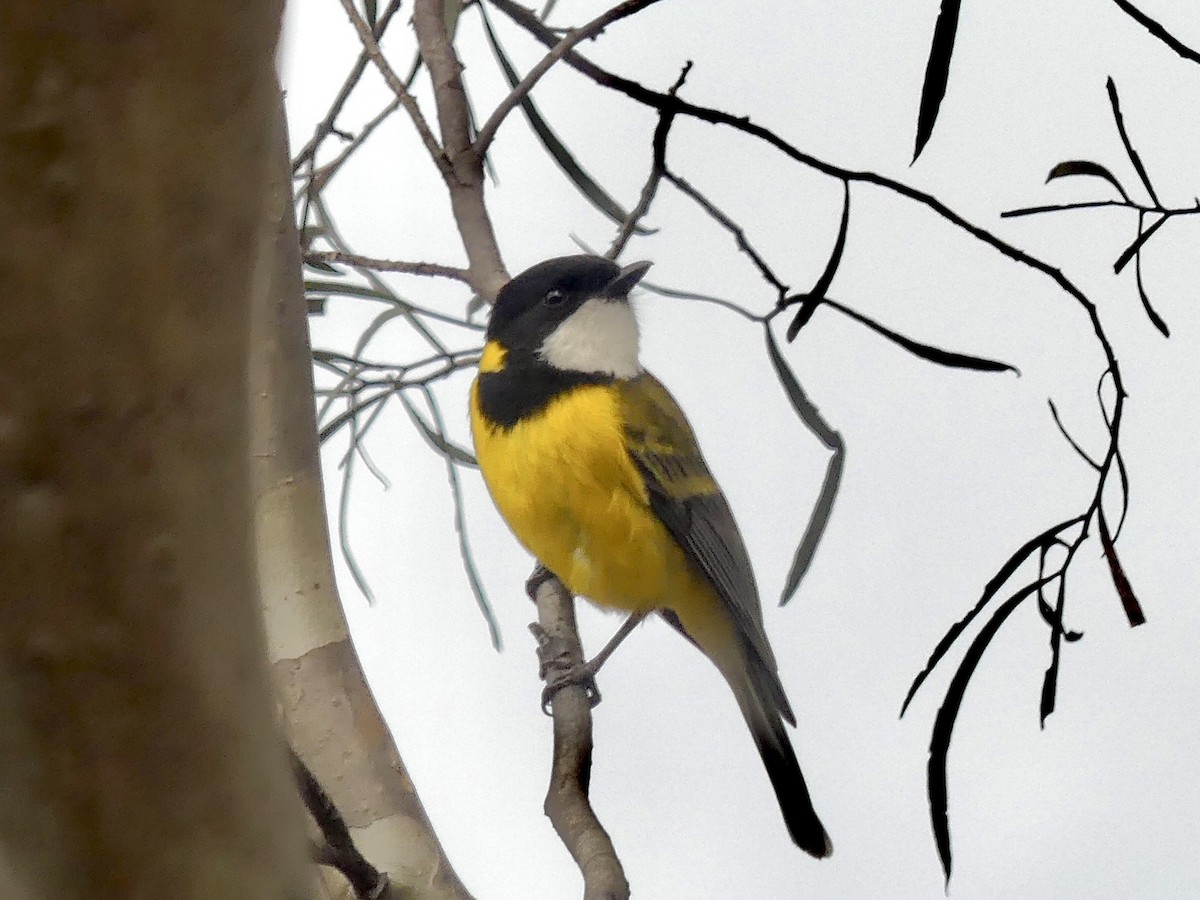 Golden Whistler (Western) - ML641960636