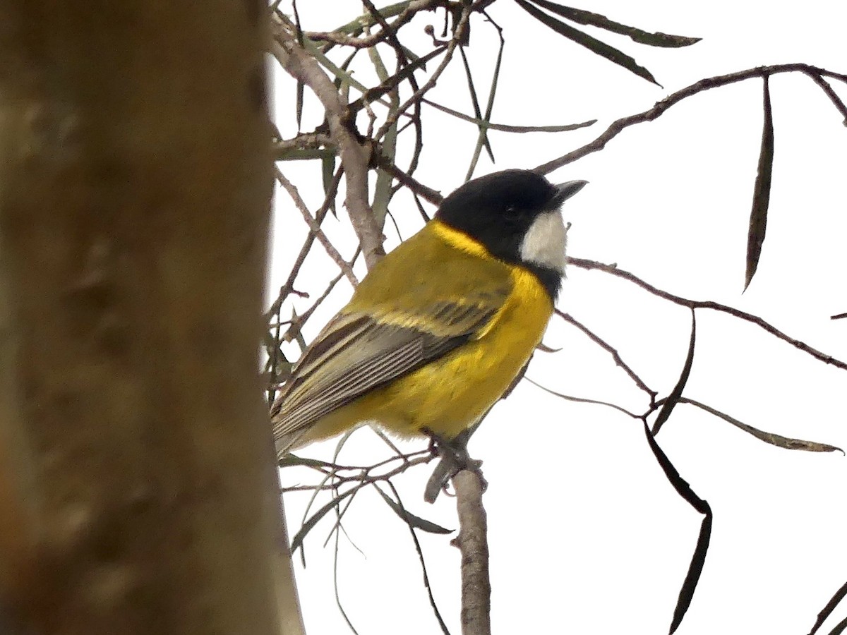 Golden Whistler (Western) - ML641960637