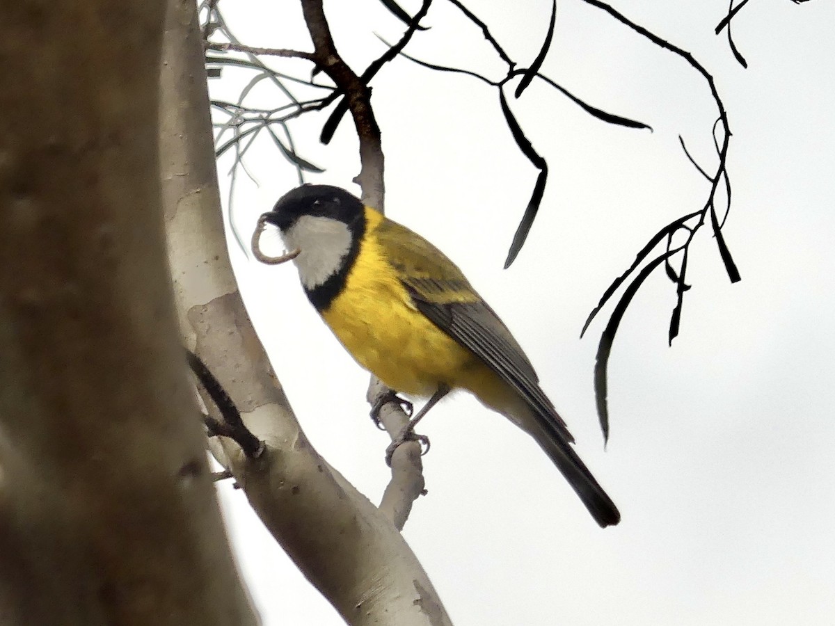 Golden Whistler (Western) - ML641960638