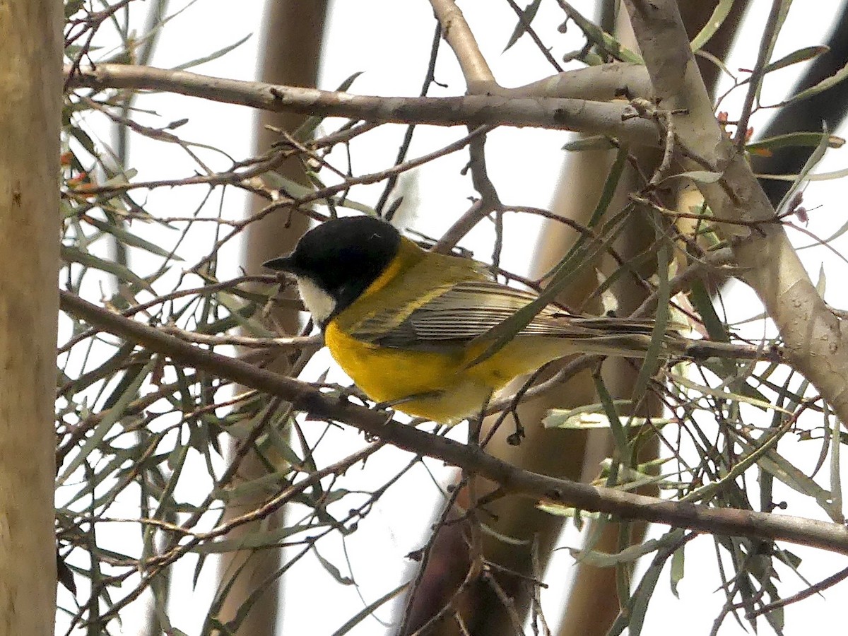 Golden Whistler (Western) - ML641960641