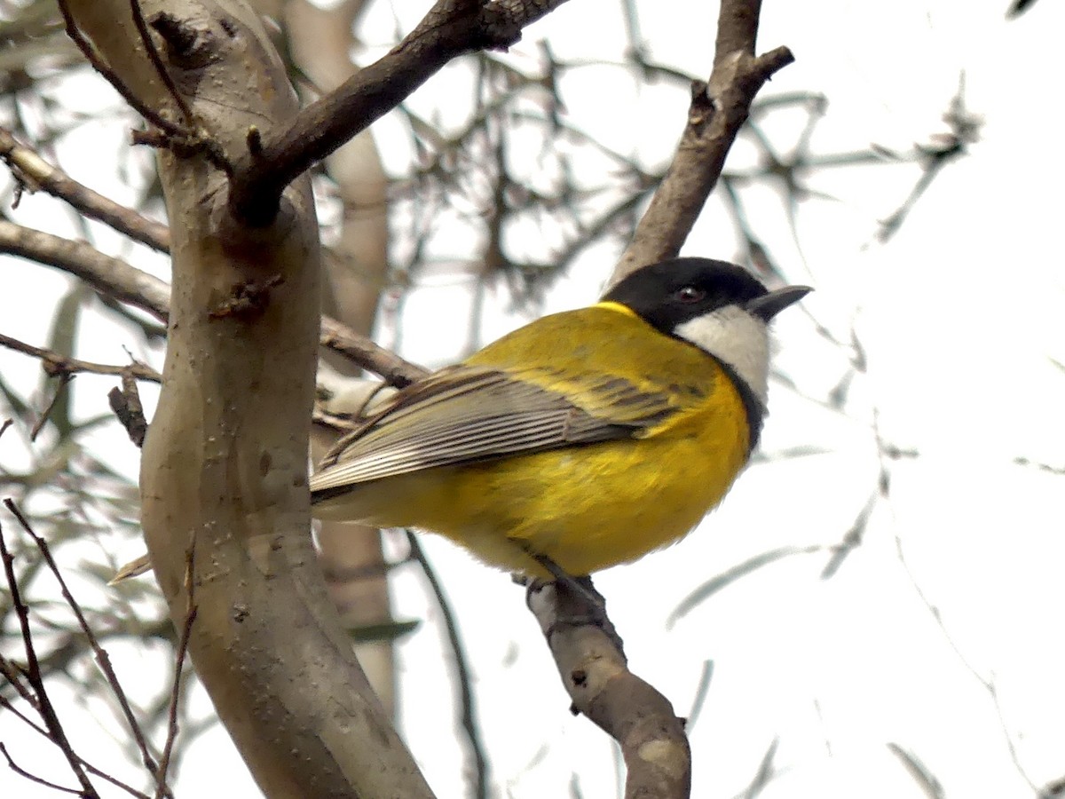 Golden Whistler (Western) - ML641960642
