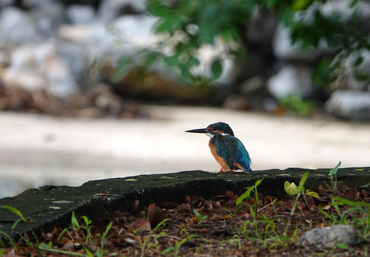 Common Kingfisher - ML641960643