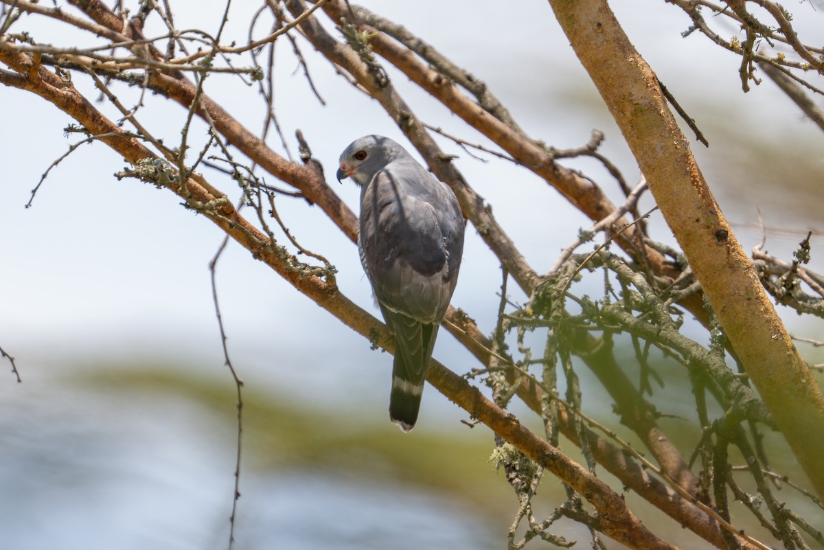 Lizard Buzzard - ML641960645