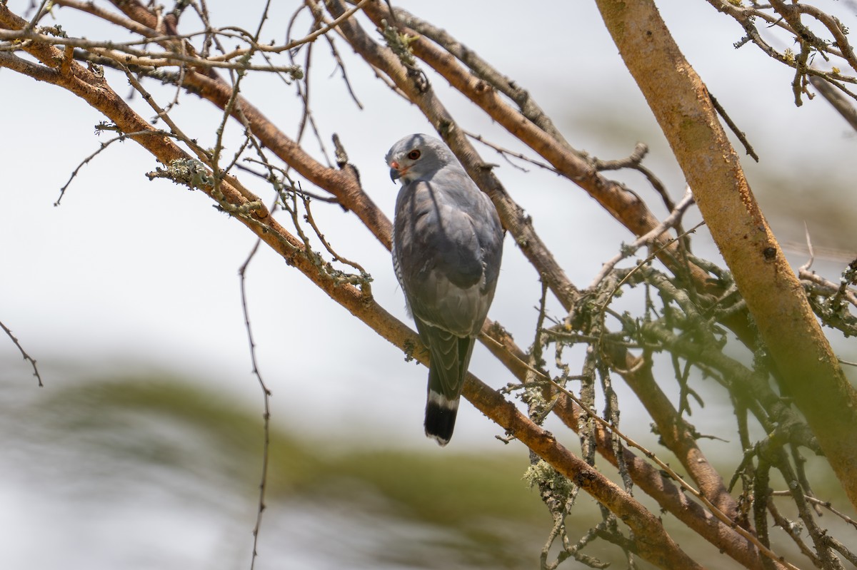Lizard Buzzard - ML641960646