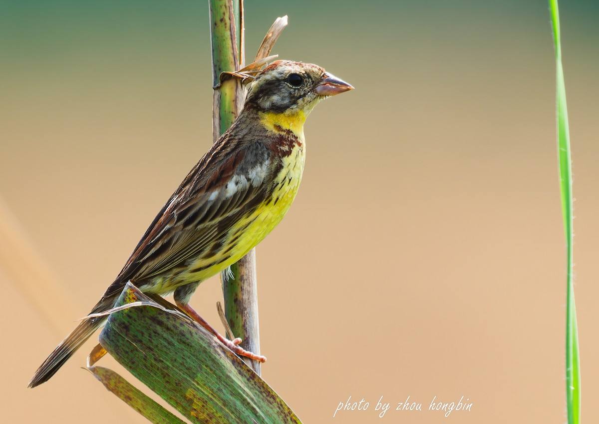 Yellow-breasted Bunting - ML641960647