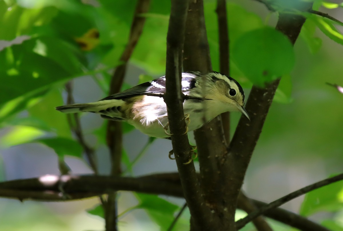 Black-and-white Warbler - ML641960648