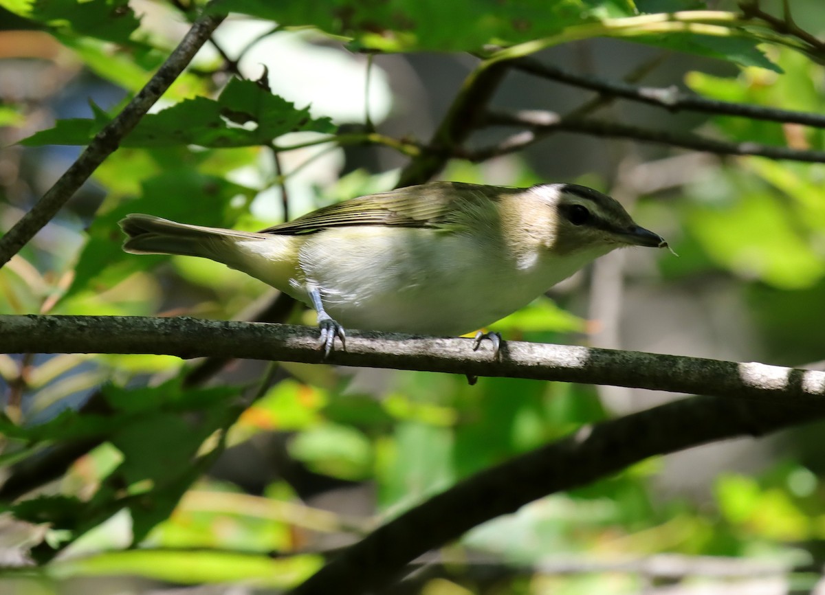 Red-eyed Vireo - ML641960652