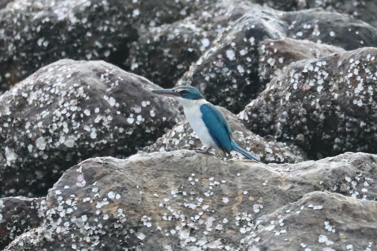 Collared Kingfisher - ML641960653
