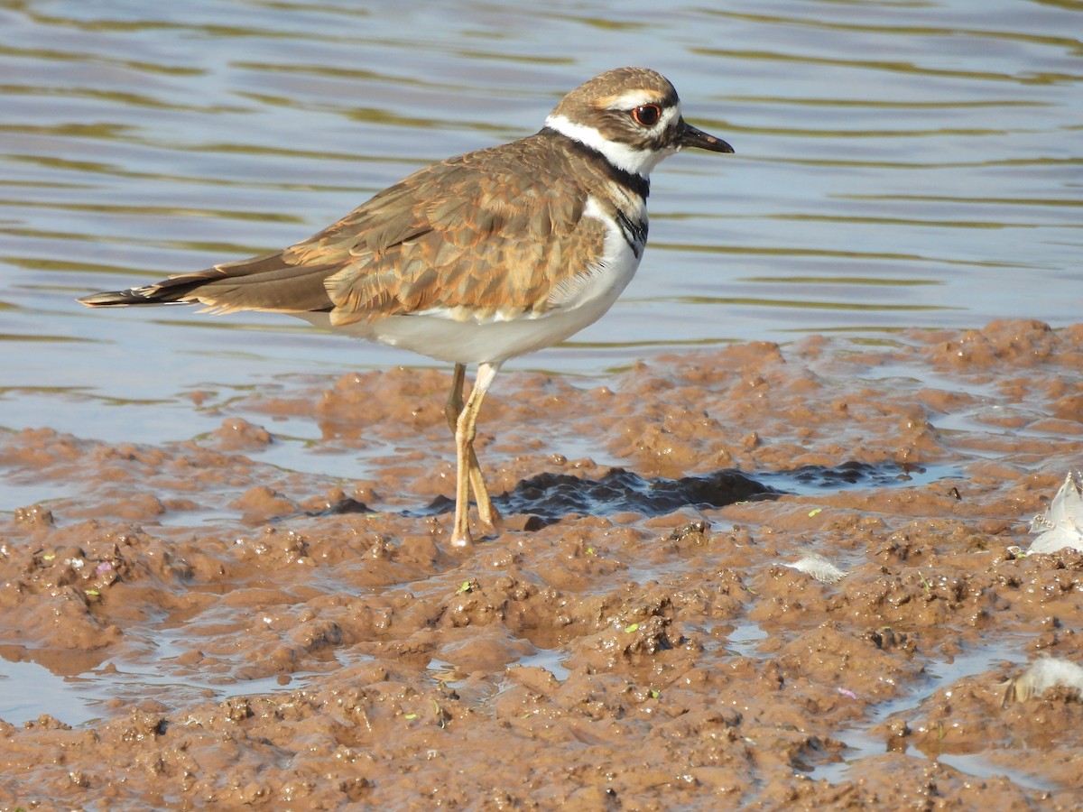 Killdeer - ML641960655