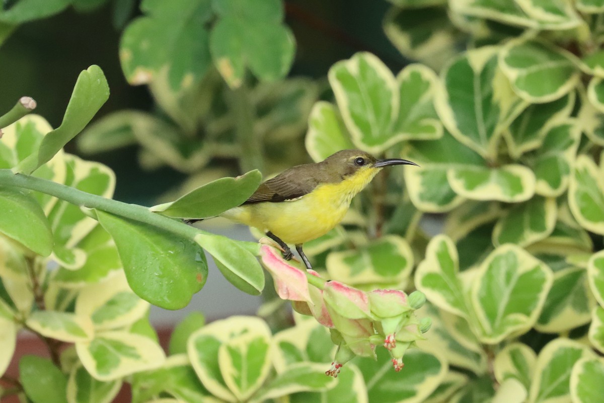 Ornate Sunbird - ML641960656