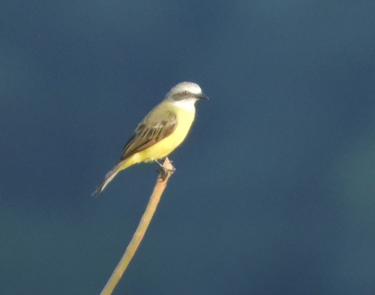 Gray-capped Flycatcher - ML641960658