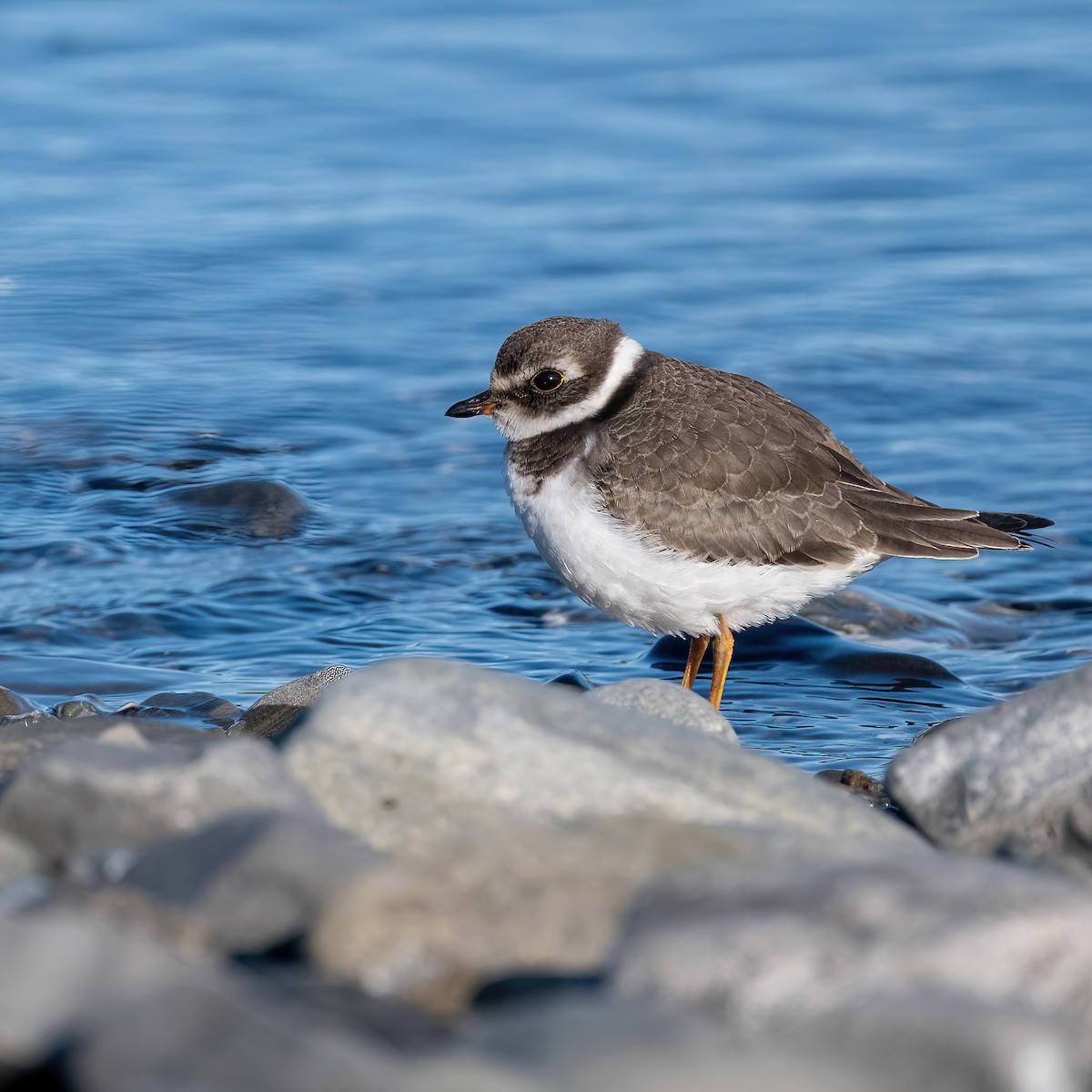 Semipalmated Plover - ML641960662