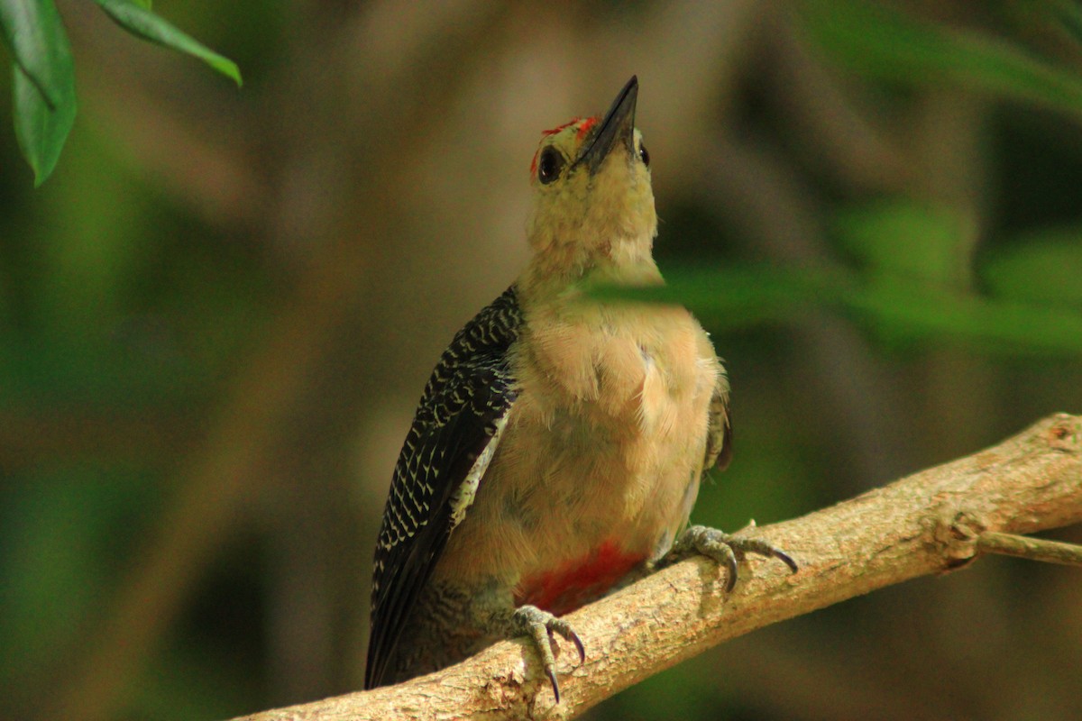 Golden-fronted Woodpecker - ML641960665