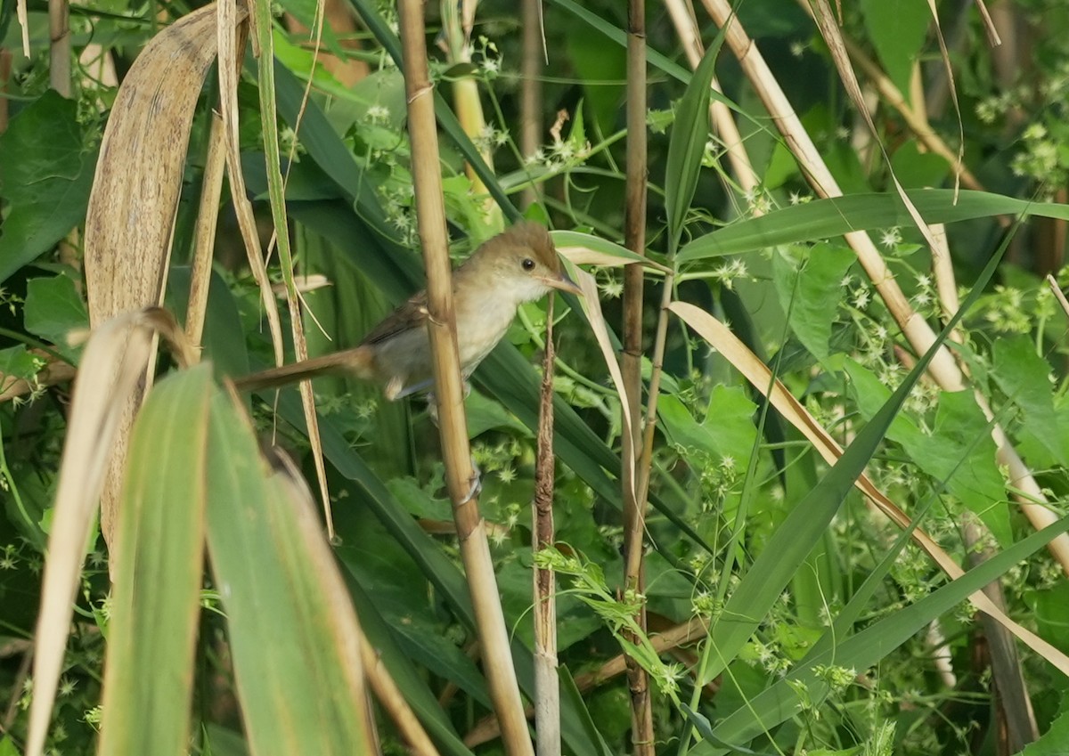 Thick-billed Warbler - ML641960669