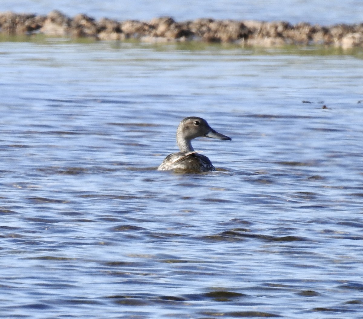 Northern Pintail - ML641960670