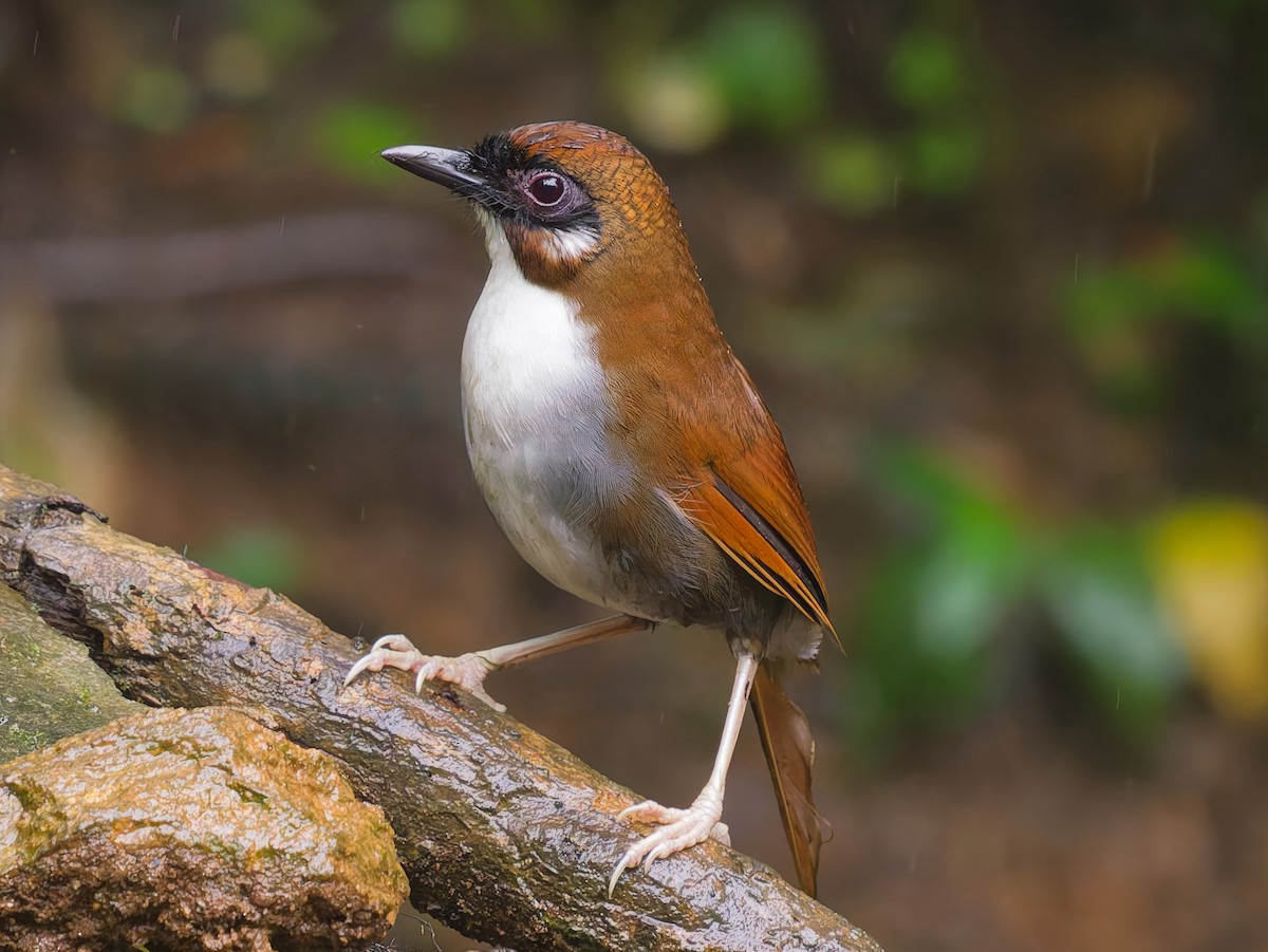 Gray-sided Laughingthrush - ML641960671