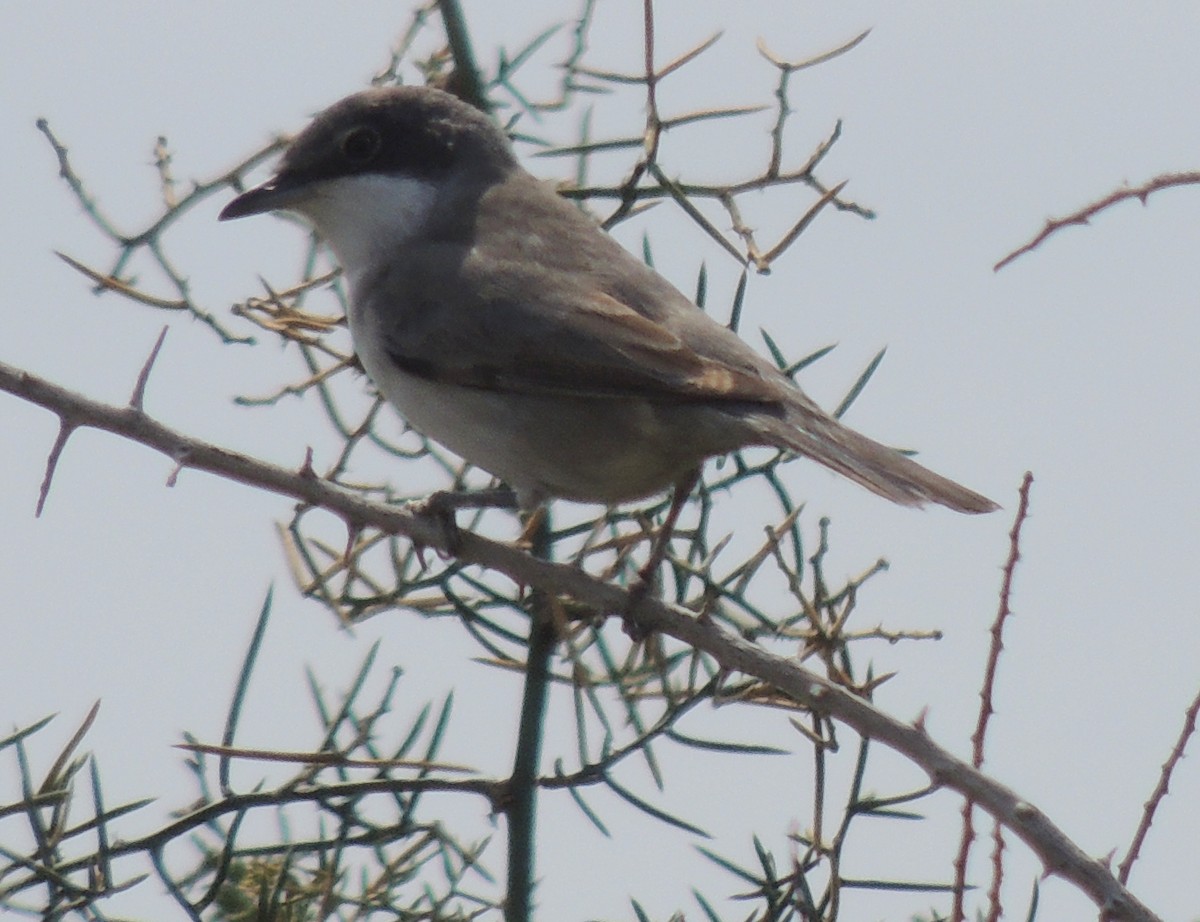 Eastern Orphean Warbler - ML641960694