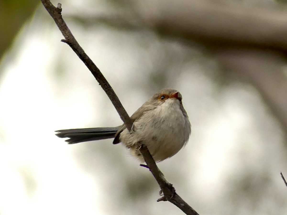 Splendid Fairywren - ML641960699