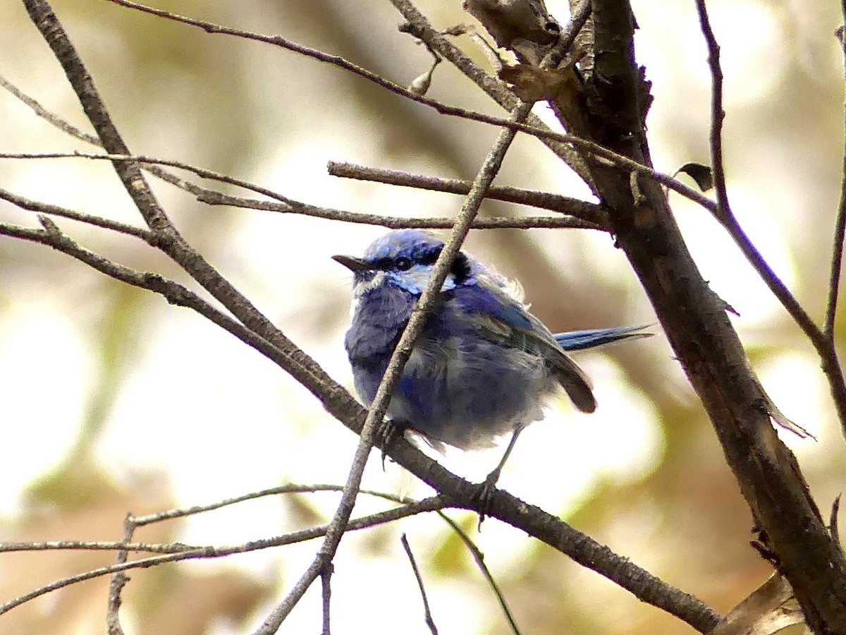 Splendid Fairywren - ML641960701
