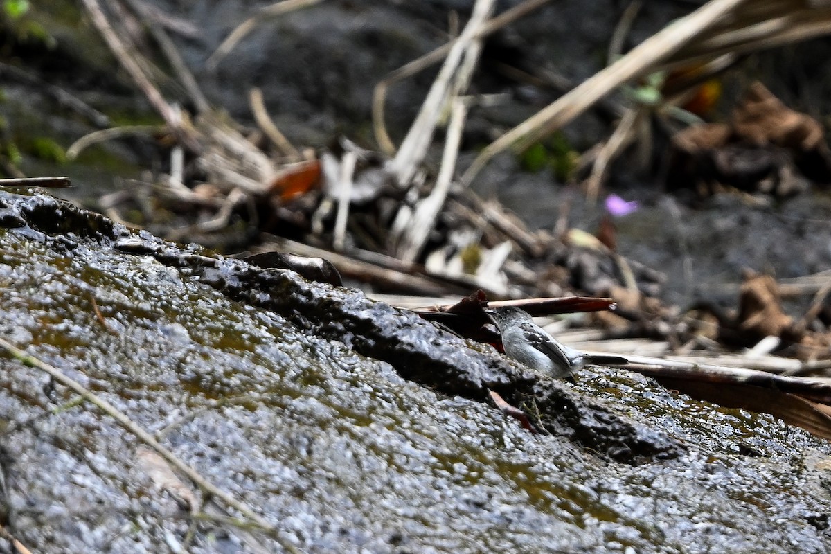 Torrent Tyrannulet - ML641960706