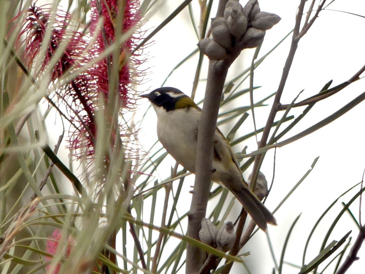 Gilbert's Honeyeater - ML641960709