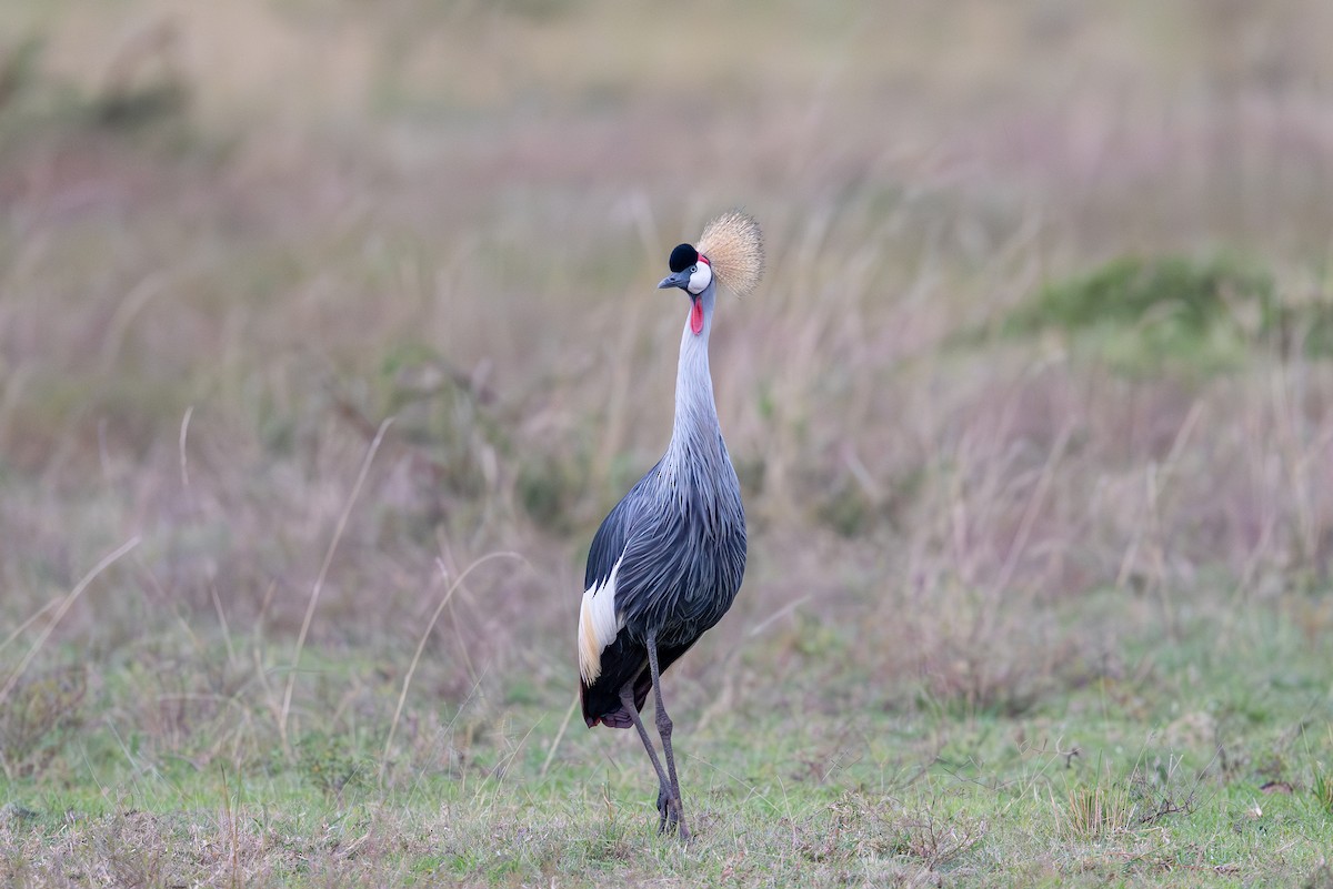 Gray Crowned-Crane - ML641960712