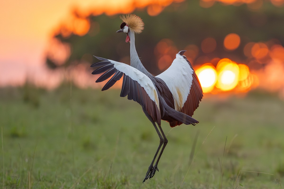 Gray Crowned-Crane - ML641960713