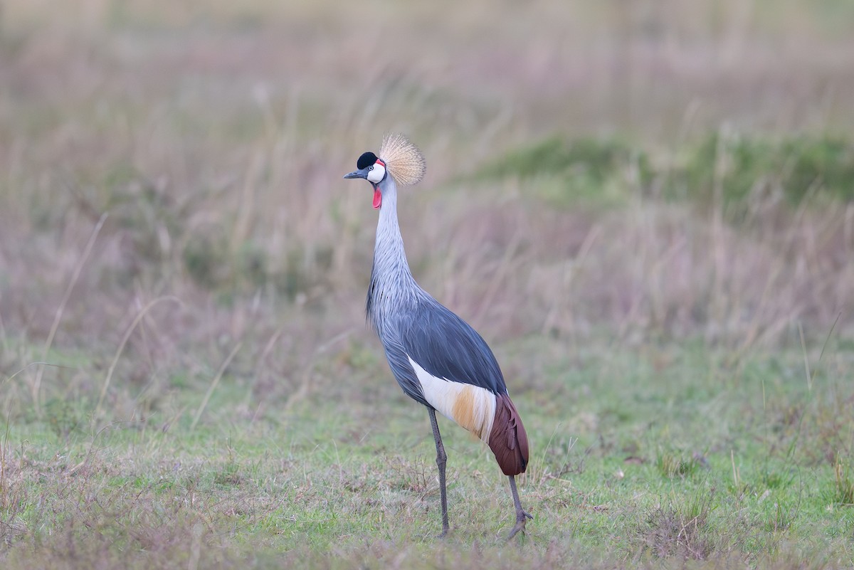 Gray Crowned-Crane - ML641960714