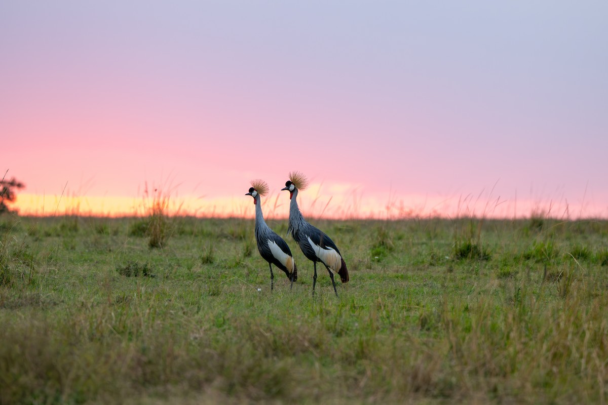 Gray Crowned-Crane - ML641960715