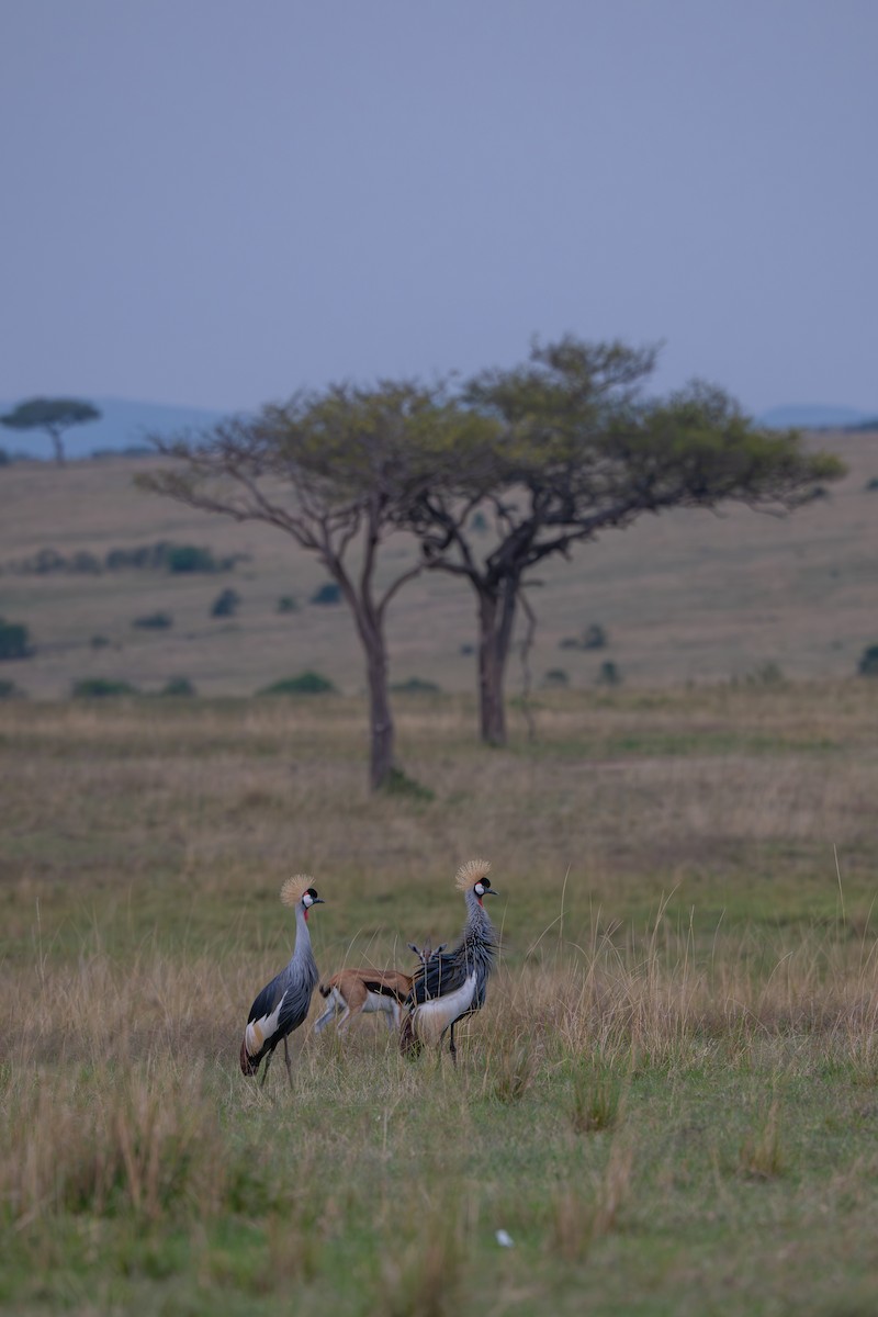 Gray Crowned-Crane - ML641960716