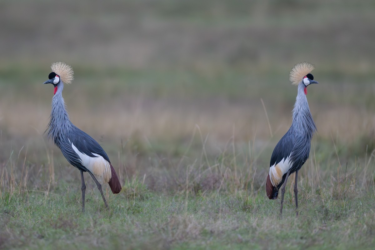 Gray Crowned-Crane - ML641960717