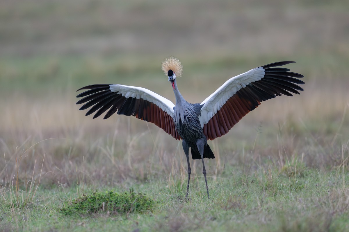 Gray Crowned-Crane - ML641960719