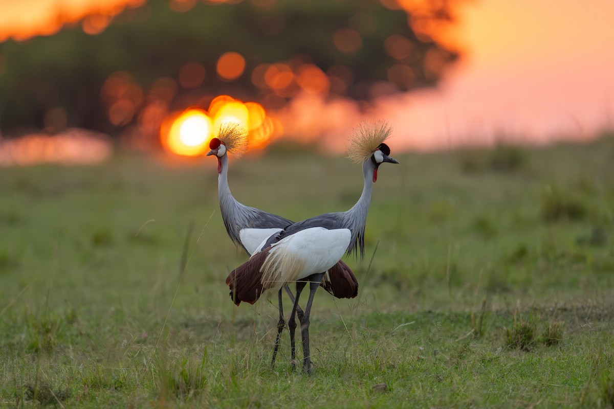 Gray Crowned-Crane - ML641960720
