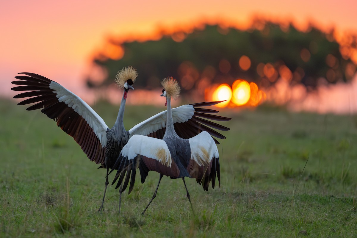 Gray Crowned-Crane - ML641960724