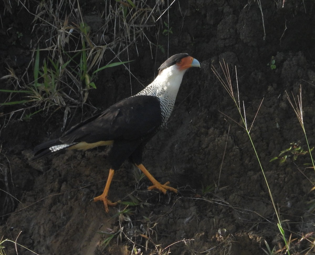 Crested Caracara - ML641960729