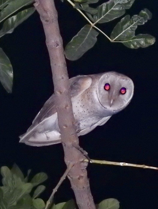 Eastern Barn Owl - ML641960730