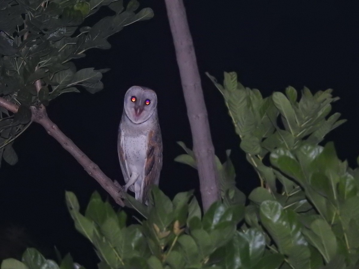 Eastern Barn Owl - ML641960731
