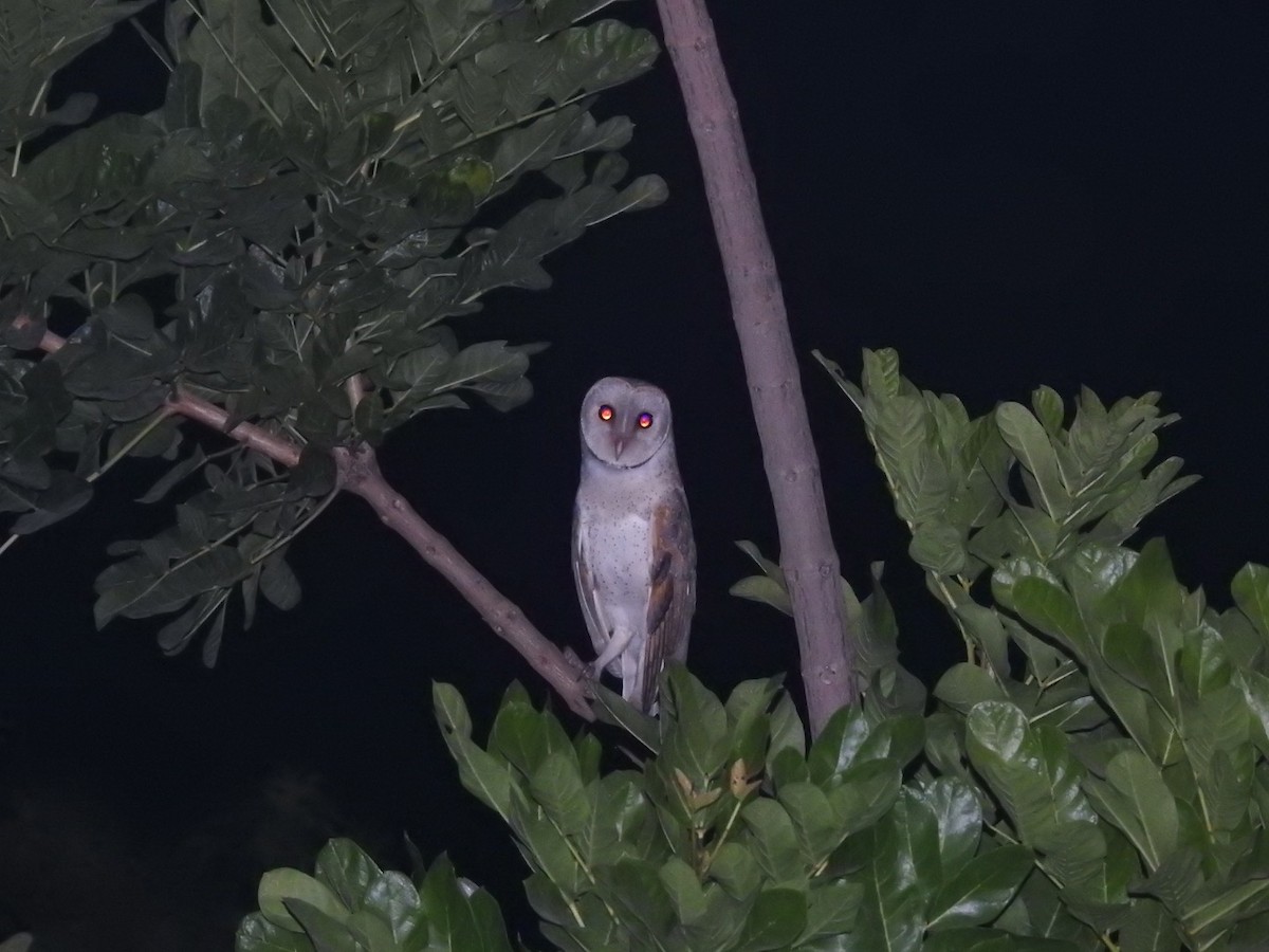 Eastern Barn Owl - ML641960733