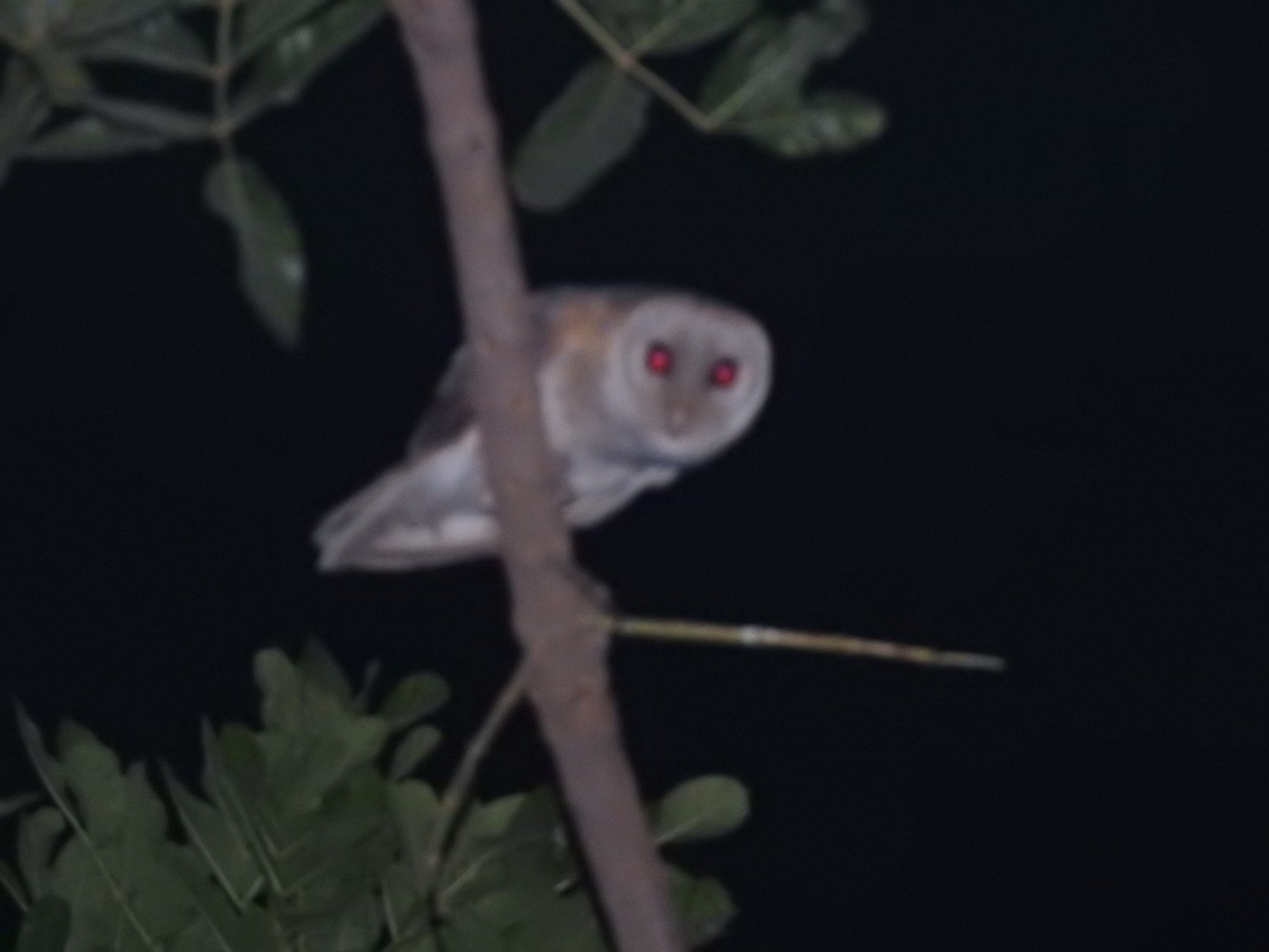 Eastern Barn Owl - ML641960734