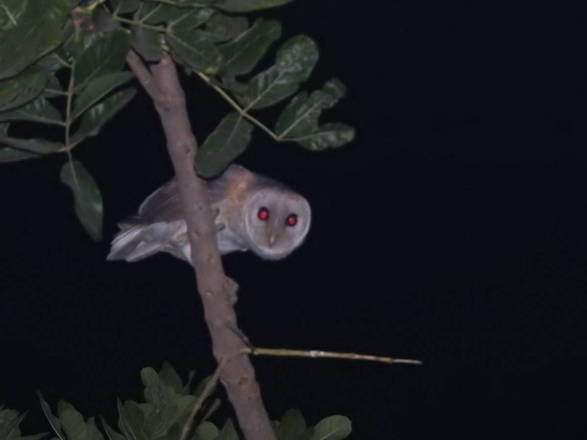 Eastern Barn Owl - ML641960735