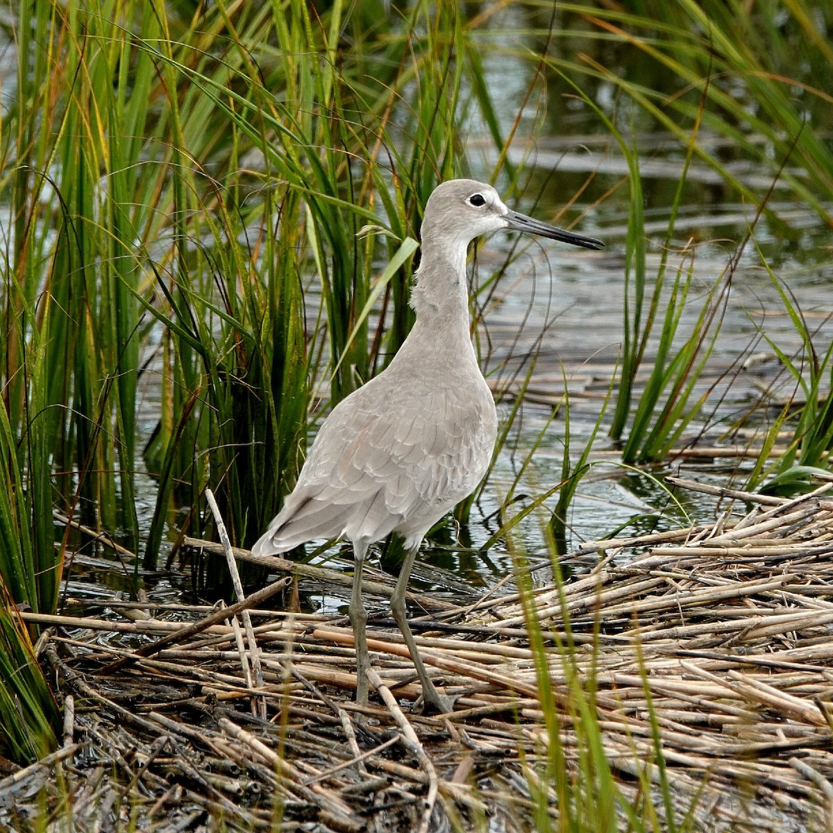 Willet (Western) - ML641960741