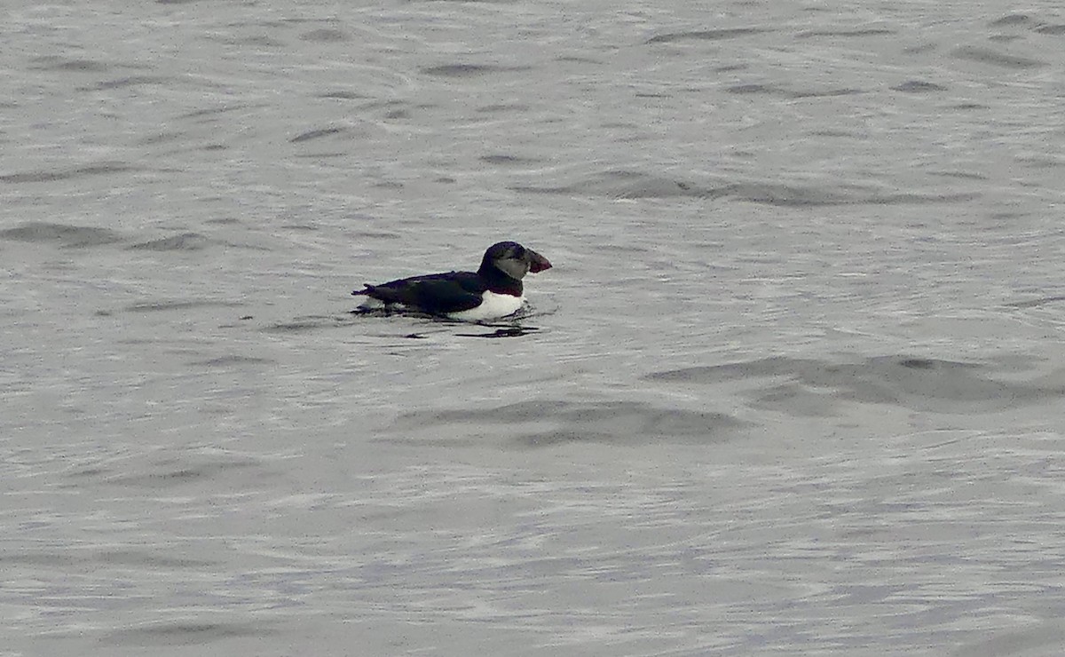 Atlantic Puffin - ML641960745