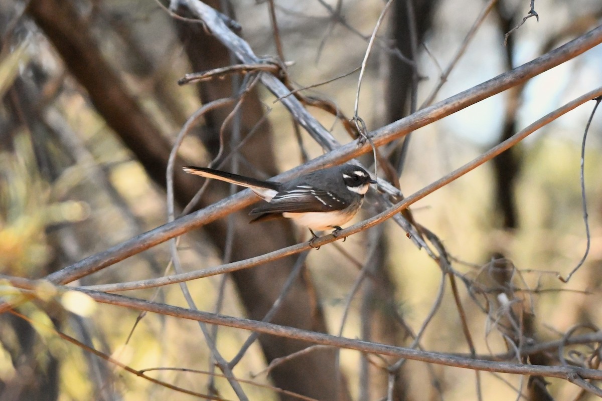 Gray Fantail - ML641960760